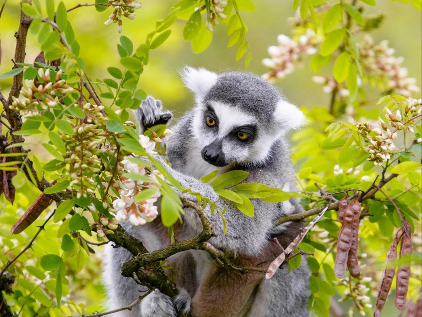 lemur, branch, tree, wildlife, animal