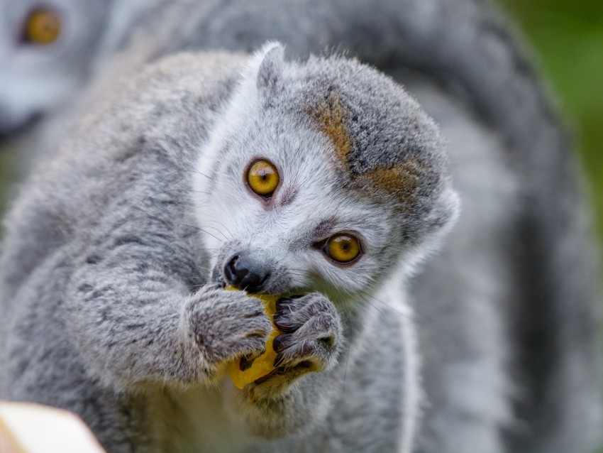 lemur, food, eat, cute, animal