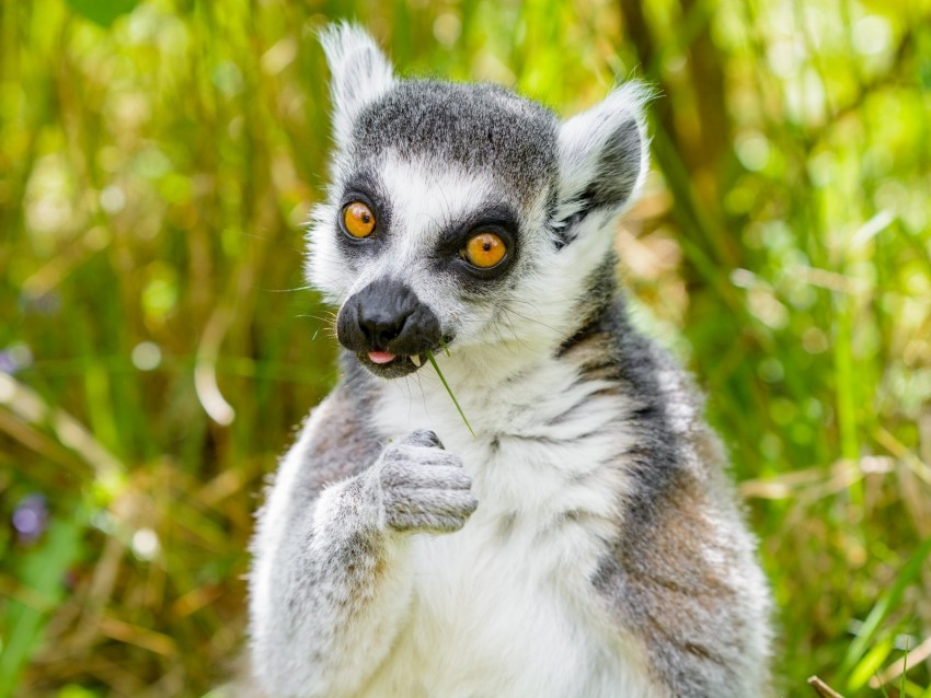 Lemur Funny Cool Grass Eat Animal Png - Free PNG Images