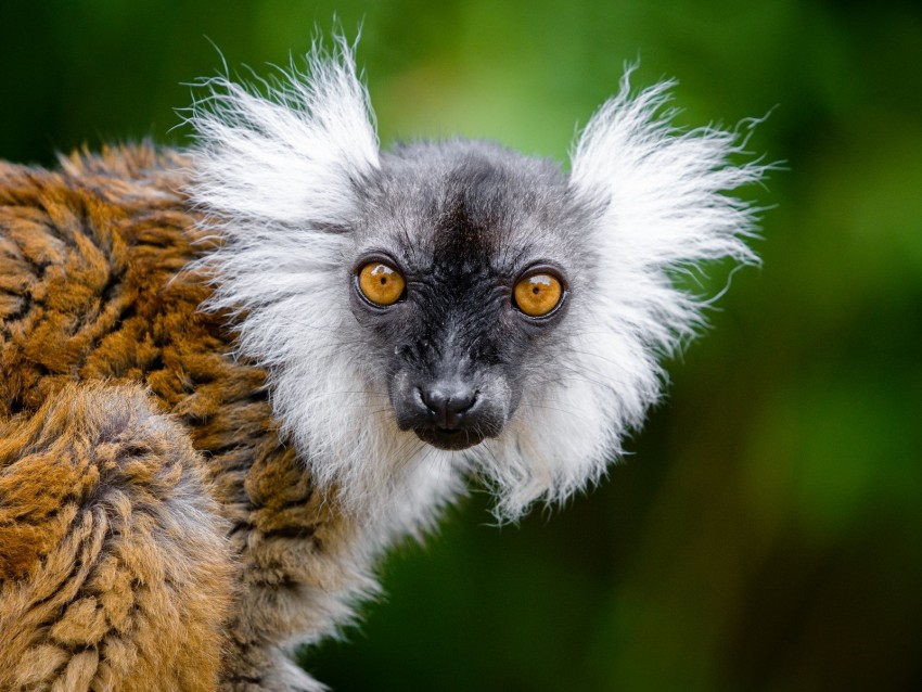 lemur, glance, funny, animal, wildlife