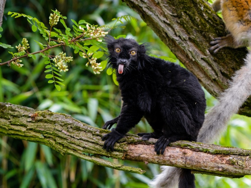 lemur, protruding tongue, funny, black, wilderness