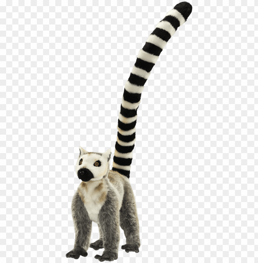 Lemur, Ring-Tailed - Louisville Zoo