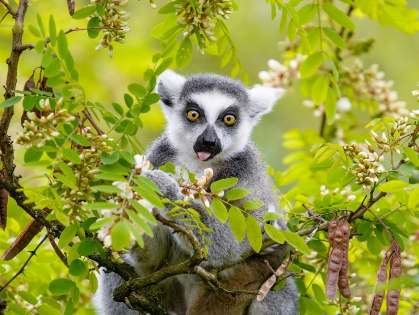 lemur, tree, branches, animal, funny, protruding tongue