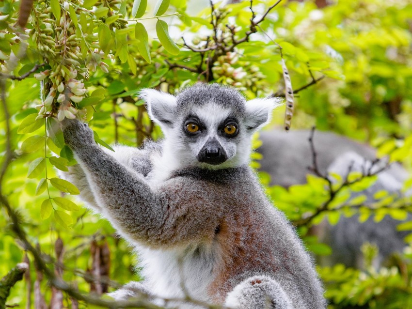 lemur, tree, branches, animal, wildlife