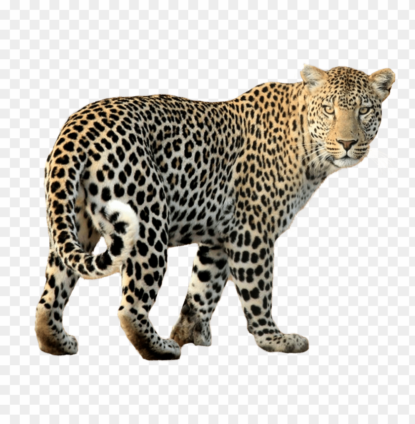 leopard png images background - Image ID 5749