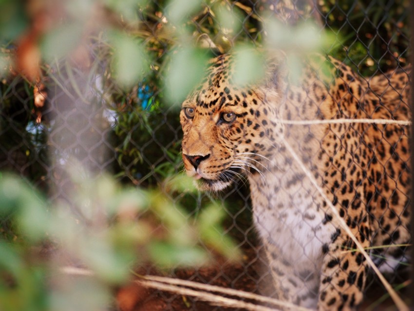 leopard, big cat, glance, predator, spotted