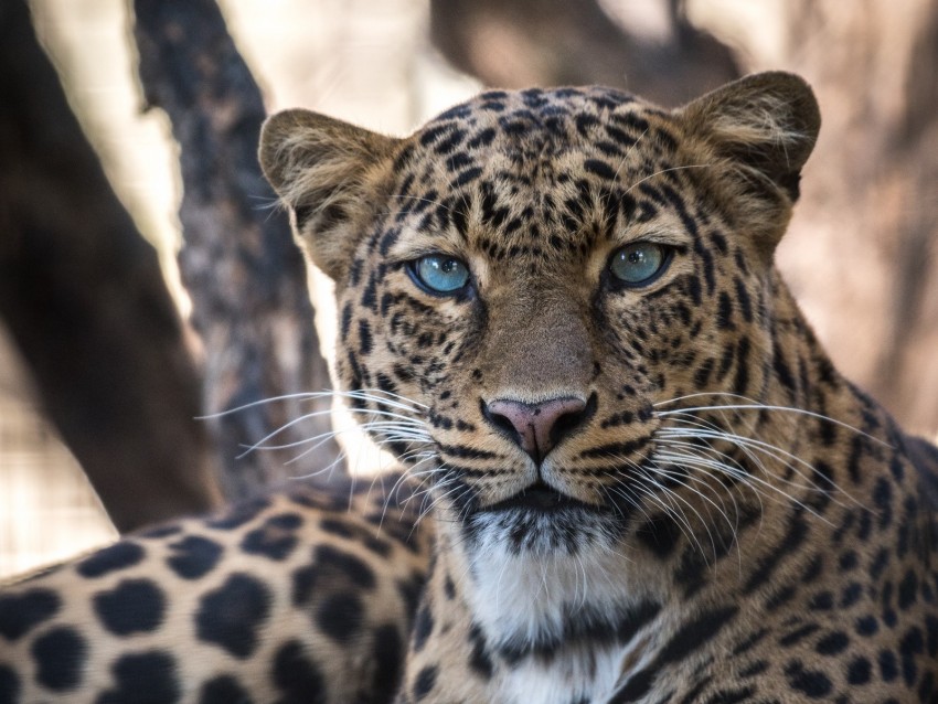 leopard, big cat, predator, sight