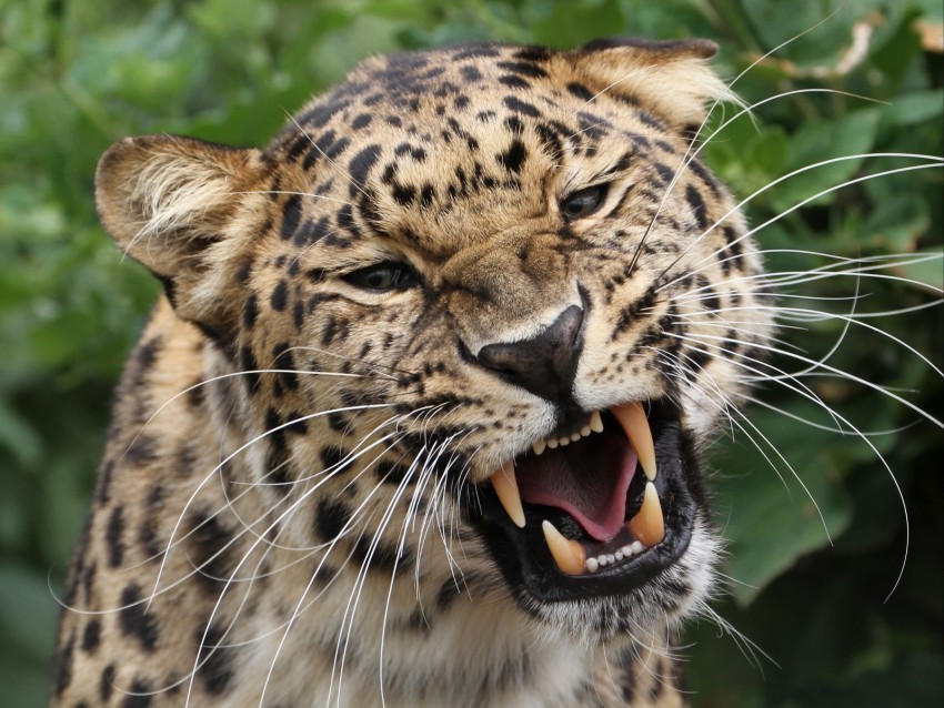 leopard, grin, predator, big cat, wildlife