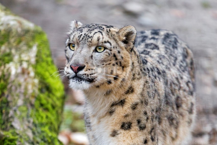 leopard, muzzle, predator, snow leopard, wild cat wallpaper background best stock photos@toppng.com