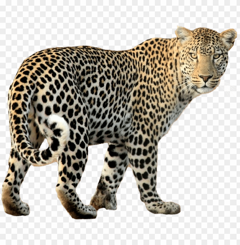 free PNG leopard png transparent image - leopard PNG image with transparent background PNG images transparent