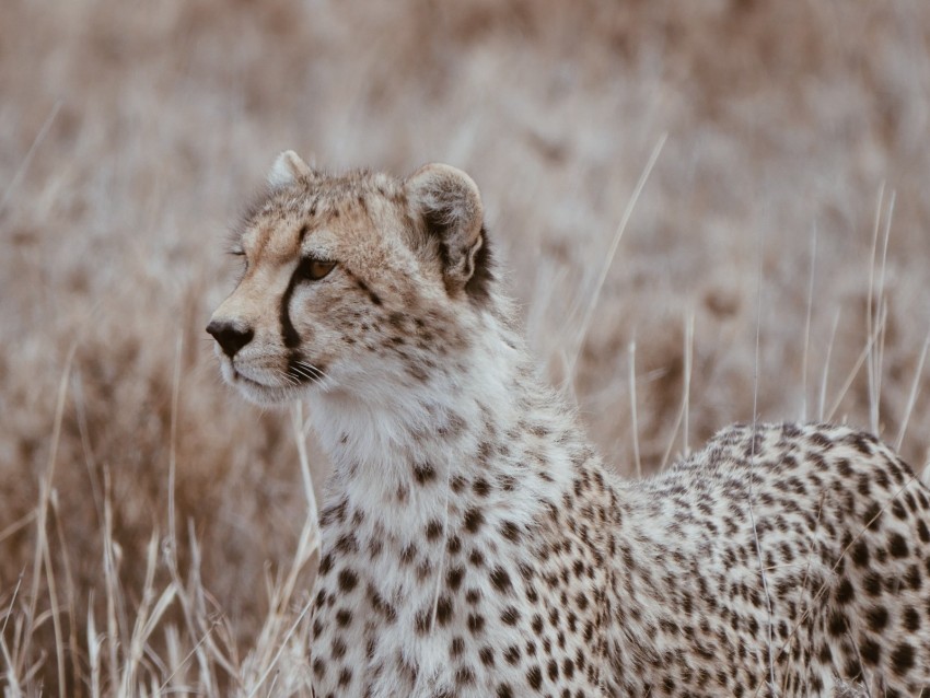leopard, predator, big cat, grass, wildlife