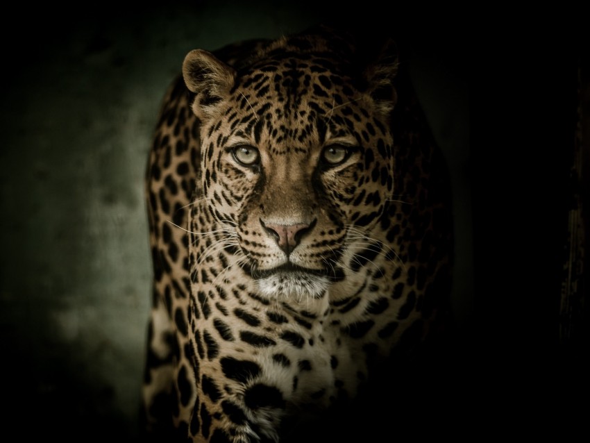 leopard, predator, glance, big cat, dark