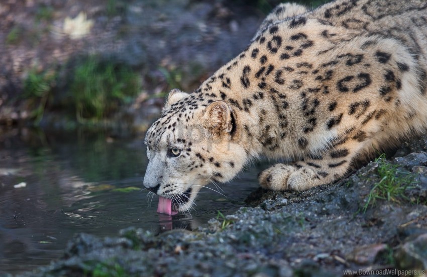 Leopard, Predator, Snow Leopard, Wild Cat Wallpaper Background Best Stock Photos
