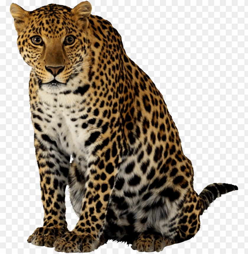 
cheetah
, 
leopard
, 
pard
, 
lion passant guardant
, 
libbard

