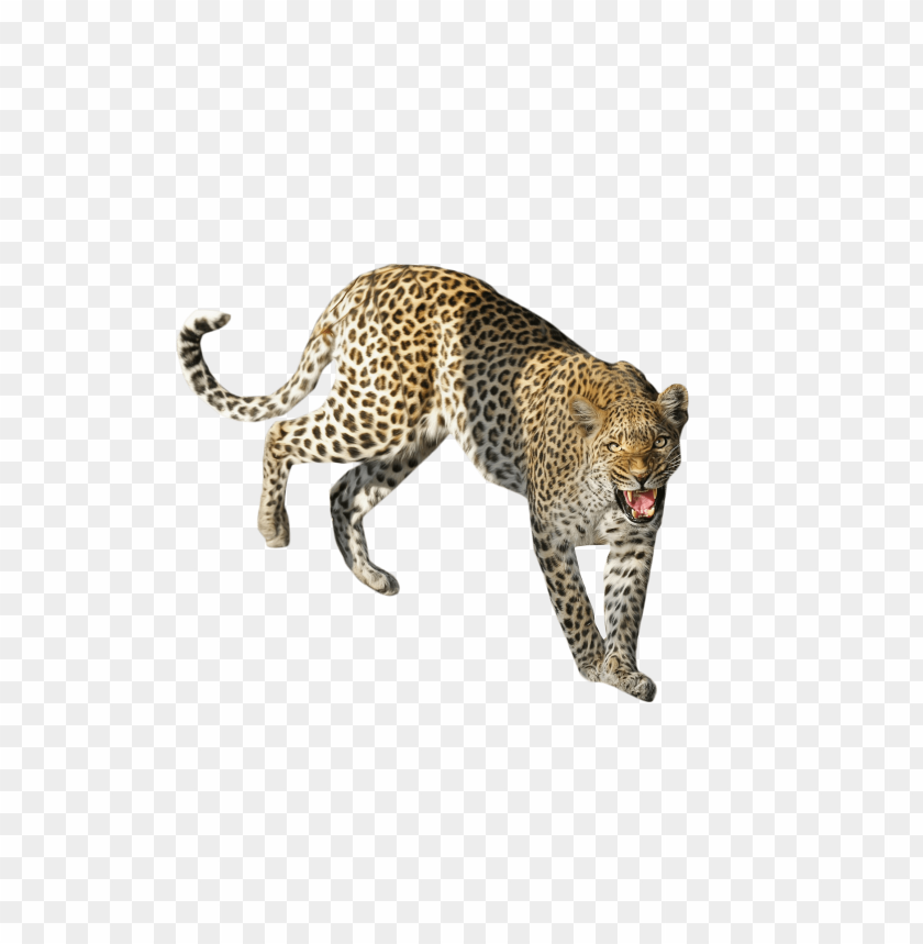 leopard standing png images background - Image ID 9573