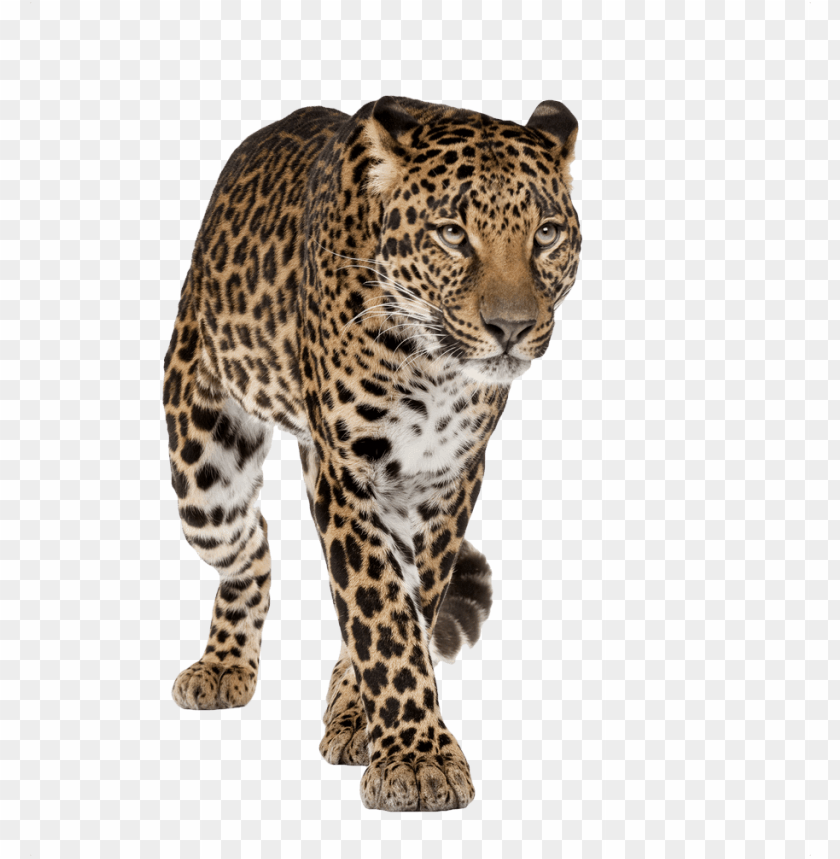 animals, leopards, leopard walking front, 