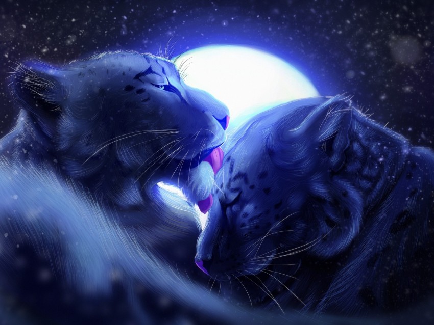 leopards, moon, tenderness, care