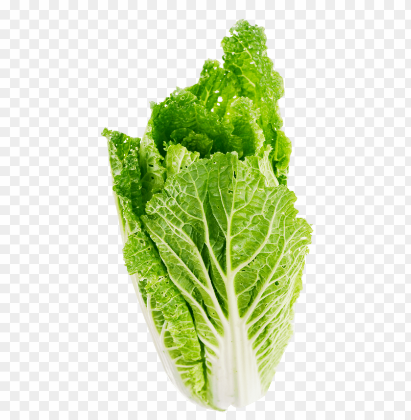 
vegetables
, 
salad
, 
salad leaf
, 
leaf
, 
lettuce
