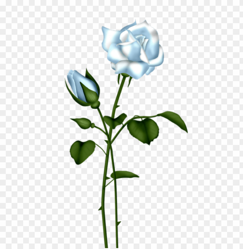 light blue rose transparent