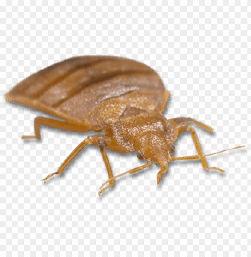 animals, insects, bed bugs, light brown bed bug, 