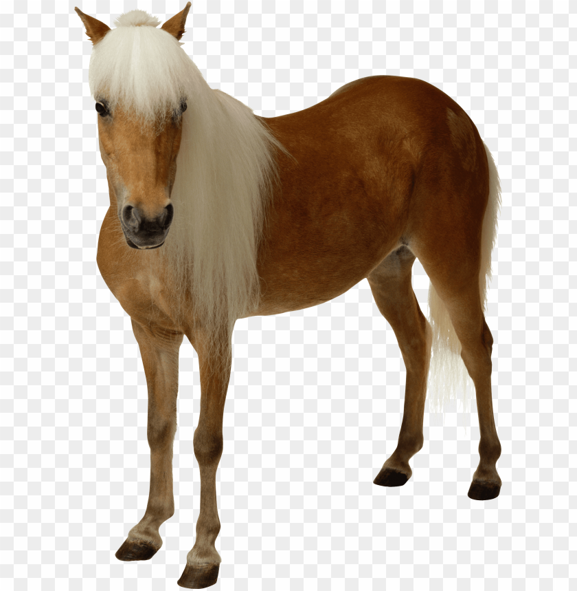 animals, horses, light brown horse, 