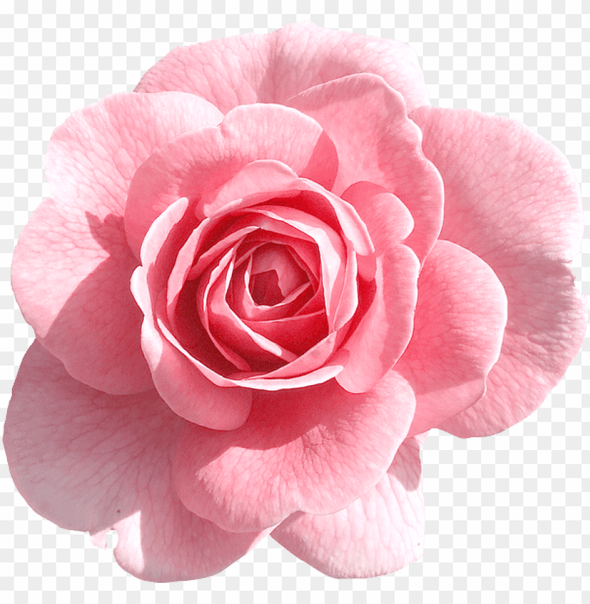 PNG image of light pink rose with a clear background - Image ID 44937