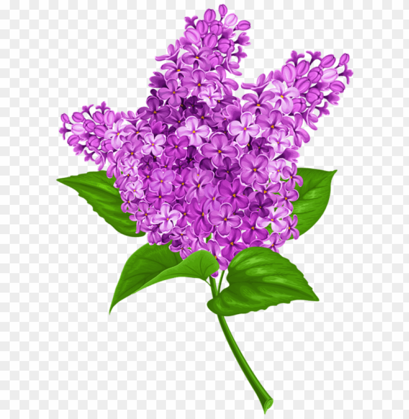 flowers, flowers png, spring png, flower png, purple flower