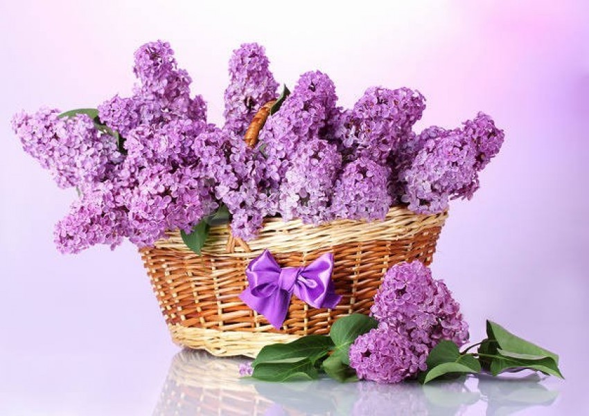lilac basket background best stock photos - Image ID 58315