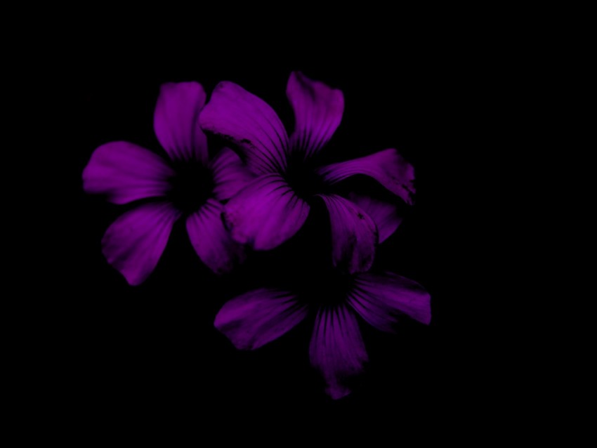 lilac, flower, dark, purple, night