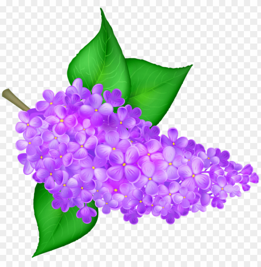 lilac flower transparent