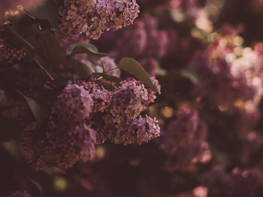 lilac, flowers, bush, flowering, spring