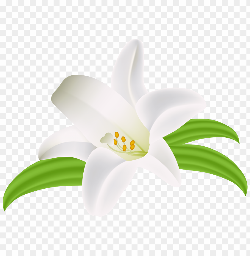flower, lilium