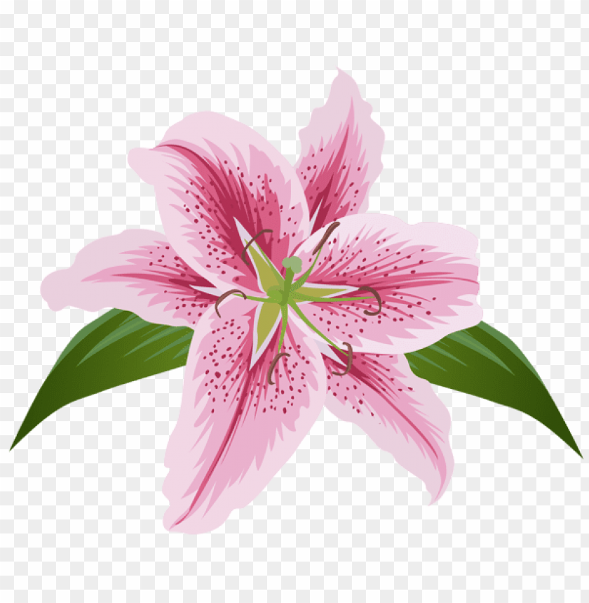 lilium flower pink transparent