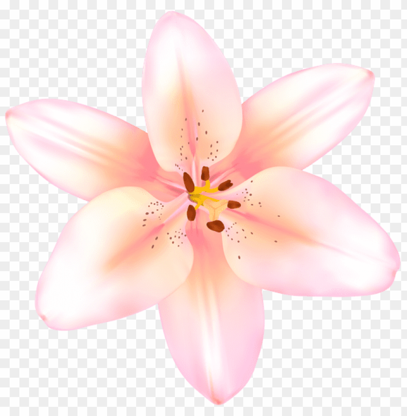 lilium flower pink transparent