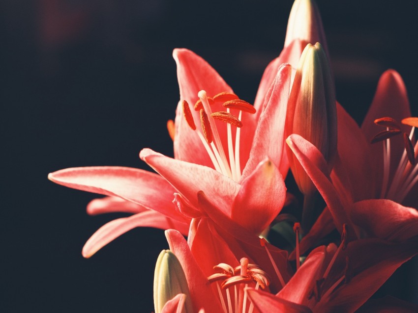 lily, bouquet, flowers, blur