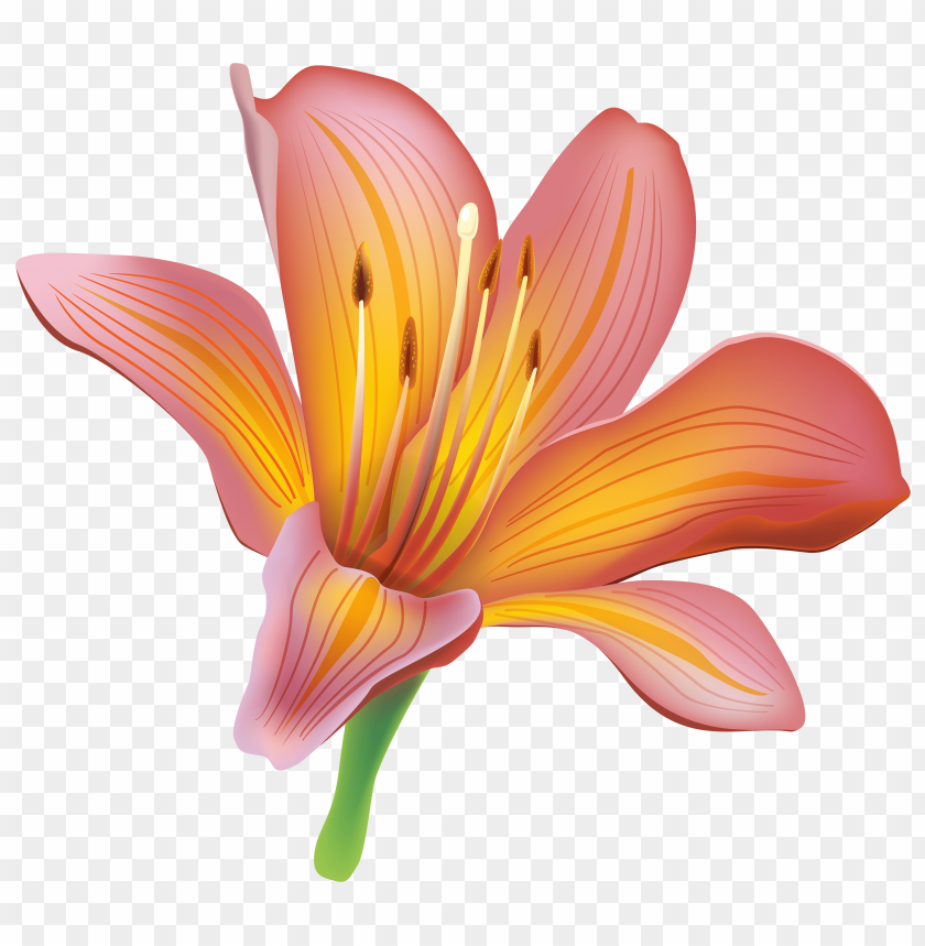 flower, lily