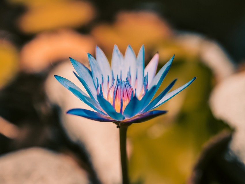 lily, flower, blue, bloom, plant