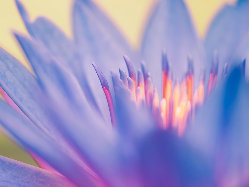 lily, flower, blue, macro, closeup
