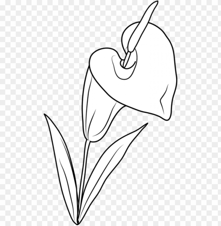 calla lillies coloring pages