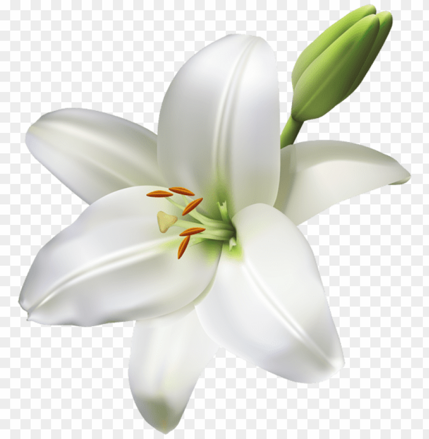 lily flower transparent