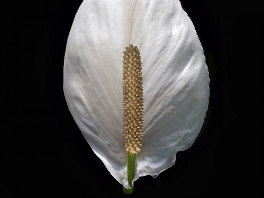 lily, flower, white, minimalism