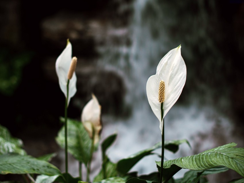 lily, flowers, white, plant, bloom