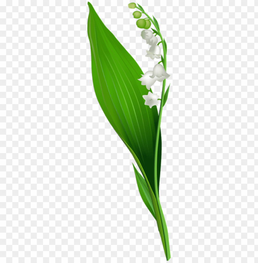 PNG image of lily of the valley flower png with a clear background - Image ID 47366