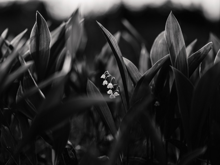 lily of the valley, flowers, bw, plant, bloom