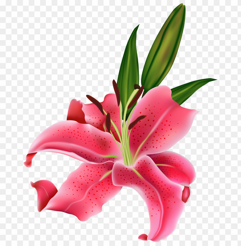 flower, lily, pink