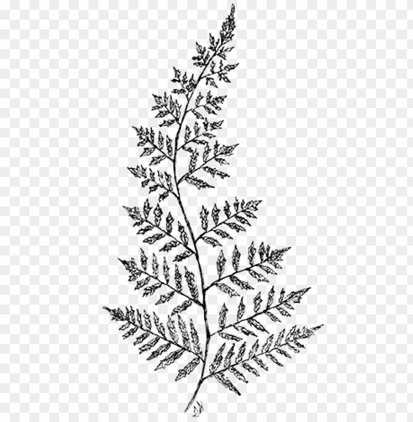 free PNG line drawing fern - fern drawing transparent PNG image with transparent background PNG images transparent