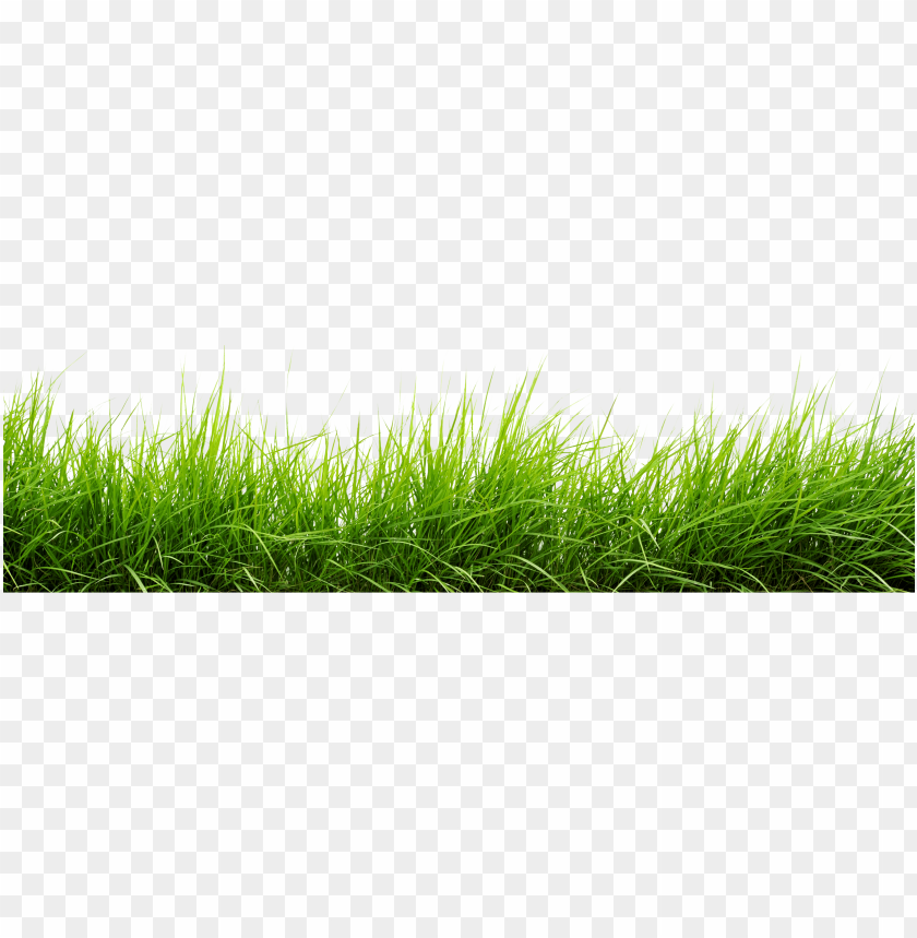 line of grass png image - grass png images hd PNG image with transparent  background | TOPpng