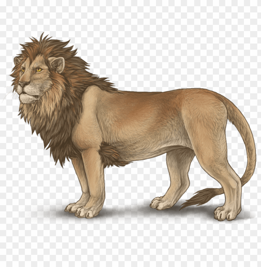 lioden lion drawing in color