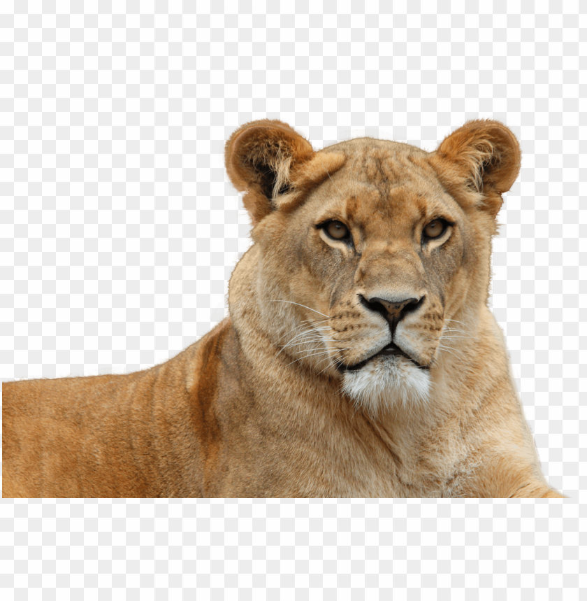 lion, animal, wild, leo, panthera
