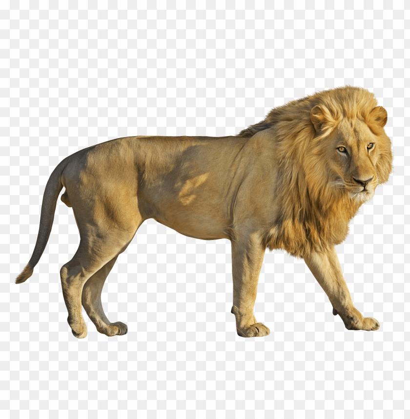 lion, animal, wild, leo, panthera